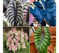 Orecchino a forma di elefante,molto grande,resistente all'inverno,decorazione eccellente,facile da curare,bellissima.-8Wurzel-C