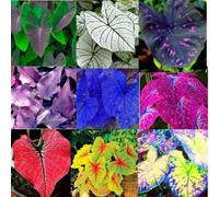 Orecchino a forma di elefante,molto grande,resistente all'inverno,decorazione eccellente,facile da curare,bellissima.-3Wurzel-D