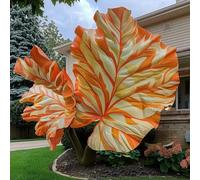 Orecchino a forma di elefante,molto grande,resistente all'inverno,facile da curare,decorazione eccellente,bellissima.-5Wurzel-J