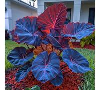 Orecchino a forma di elefante,molto grande,resistente all'inverno,facile da curare,decorazione eccellente,bellissima.-15Wurzel-B