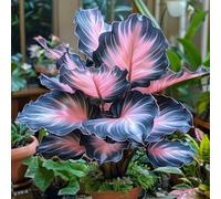 Orecchino a forma di elefante,molto grande,resistente all'inverno,facile da curare,decorazione eccellente,bellissima.-3Wurzel-D