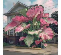 Orecchino a forma di elefante,molto grande,resistente all'inverno,facile da curare,decorazione eccellente,bellissima.-3Wurzel-C