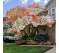 Orecchino a forma di elefante,molto grande,resistente all'inverno,giardino,decorazione eccellente,Elefante,facile da curare,bellissima.-5Wurzel-C