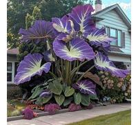 Orecchino a forma di elefante,molto grande,resistente all'inverno,giardino,decorazione eccellente,Elefante,facile da curare,bellissima.-8Wurzel-G