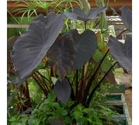 Orecchino a forma di elefante,molto grande,resistente all'inverno,giardino,decorazione eccellente,Elefante,facile da curare,bellissima.-15Wurzel-I