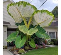 Orecchino a forma di elefante,molto grande,resistente all'inverno,giardino,decorazione eccellente,Elefante,facile da curare,bellissima.-5Wurzel-A