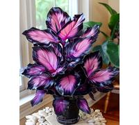 Orecchino a forma di elefante,molto grande,resistente all'inverno,giardino,decorazione eccellente,Elefante,facile da curare,bellissima.-8Wurzel-D