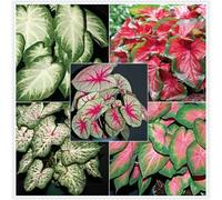 Orecchino a forma di elefante,molto grande,resistente all'inverno,giardino,decorazione eccellente,Elefante,facile da curare,bellissima.-3Wurzel-J