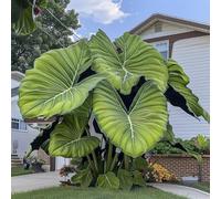 Orecchino a forma di elefante, multicolore, ideale come idea regalo, multicolore di grandi dimensioni, 5 cipolle