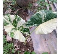 orecchio d'elefante giardino d'appartamento esotiche 6semi