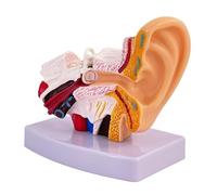 Orecchio modello 1.5:1 ingrandito professionale anatomia dell'orecchio umano modello PVC visualizzazione esterno medio interno orecchio con base per fisiologia educazione e insegnamento