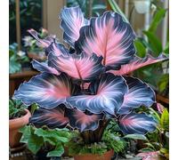 Oreja de elefante-Rinverdimento/Abbellisci l'ambiente/Adatto per decorare il tuo giardino-15 Rizoma-C