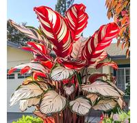 Oreja de elefante-Rinverdimento Abbellisci l'ambiente Adatto per decorare il tuo giardino -8 Rizoma-D