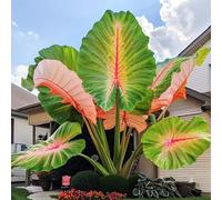 Oreja de elefante-Rinverdimento Abbellisci l'ambiente Adatto per decorare il tuo giardino -8 Rizoma-E