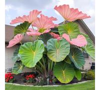 Oreja de elefante-Rinverdimento/Adatto per decorare il tuo giardino/Abbellisci l'ambiente-5 Rizoma-E