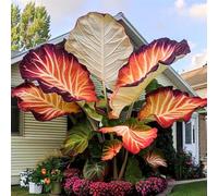 Oreja de elefante-Rinverdimento/Adatto per decorare il tuo giardino/Abbellisci l'ambiente-8 Rizoma-C