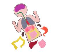 ORFOFE 3 set Modelli di Organi Umani DIY per Materiale Didattico per Sviluppo Manuale e Cognitivo Giocattolo Educativo per Apprendimento Corpo