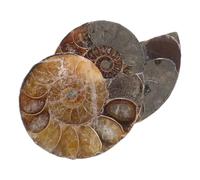 ORFOFE Collana di Ammoniti con Ciondolo Fetta Naturale di Conchiglia di Ammonite 2 Pezzi, Esemplari da Collezione per Educazione alle Scienze Biologiche e Kit Scientifico di Geologia