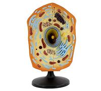 Organ Anatomy Model Animal Cell Model Anatomical Animal Cell Model for Study And Reference Membrane Nucleus Removable with Base