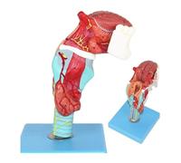 ORGAN MODEL Modello di testa di anatomia della gola, modello di scheletro della laringe dell'organo medico della tiroide, materiale di laboratorio for strumenti di visualizzazione for l'insegnamento s
