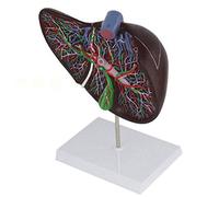 Organi digestivi Umani cistifellea epatica del fegato antomico Modello di ingrandimento anatomico Modello anatomico viscerale epatico
