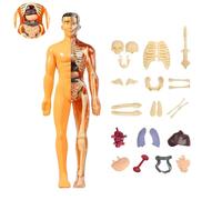 Organizeh Clear Human Body Structure Model, 3D Anatomy Model Kit, DIY Human Torso Organ Assembly Models with Removable Organs & Bones Educational Learning Tool for Students (B)