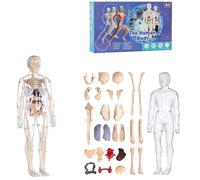 Organizeh Clear Human Body Structure Model, organi e Ossa Rimovibili assemblati, Modello di Torso Umano 3D Trasparente da 29 Pezzi, Manuale del Prodotto, for Studenti e Insegnanti