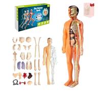 Organizeh - Modello di struttura del corpo umano trasparente, 29 pezzi, kit di anatomia 3D, organi rimovibili, modello di organi umani assemblati fai da te, strumenti essenziali per fisiologia e