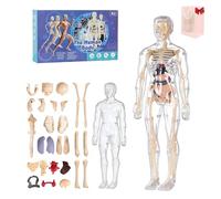 Organizeh - Modello di struttura del corpo umano trasparente, 29 pezzi, kit di anatomia 3D, organi rimovibili, modello di organi umani assemblati fai da te, strumenti essenziali per fisiologia e