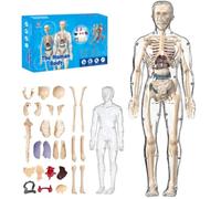 Organizeh - Modello trasparente per struttura del corpo umano, 29 pezzi, modello 3D trasparente del corpo umano, organi rimovibili, ossa, modelli di organi per torso assemblati fai da te con manuale