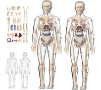 Organizeh - Modello trasparente per struttura del corpo umano, 29 pezzi, modello 3D trasparente del corpo umano, organi rimovibili, ossa, modelli di organi per torso assemblati fai da te con manuale