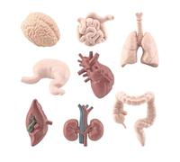 Organo Del Corpo Umano 3D - Modello Del Torso Umano, Set Di Parti Del Corpo | Tu Struttura Di Educativi Per I Corsi Di Medicina Prescolare, Strumento Di Dimostrazione Pratico Per I