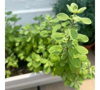 origano balcone in vaso resistenti organico copertura del terreno 500semi