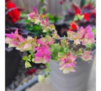 origano balcone varietà antiche giardino rare 220semi