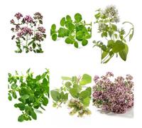 origano biologico esotiche per aiuole rialzate e balconi decorazioni autunnali, verdi selvatiche rare per d'appartamento purificatrici d'aria giardino 160semi