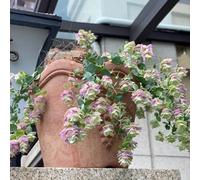 origano decorazione giardino in vaso resistenti balcone esotiche 150semi