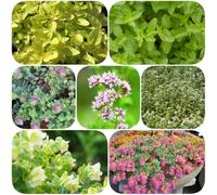 origano facile curare giardino roccioso raro resistente al calore 350semi