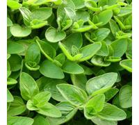 Origano giardino resistente balcone resistente giardino riverdimento tetti semi semi decorativi decorazione 1200pcs