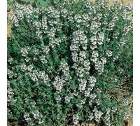 Origano Greco a Fiore Bianco, 100 Semi | SEMENTI