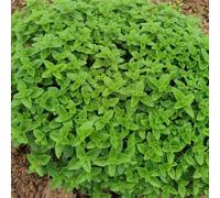 origano, organico rare giardino d'appartamento esotiche 100semi