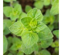 origano, organico selvatiche, resistenti in vaso rare 500semi