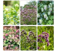 Origano resistenti semi di selvatiche Letti elevati per giardino da cucina giardino balcone resistenti decorazione 350pcs