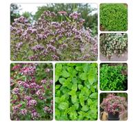 origano, rialzata interno balcone, varietà antiche 450semi