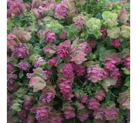 Origano selvatico semi resistenti riverdimento tetti decorazione balconi giardino verde Letti elevati per 550pcs