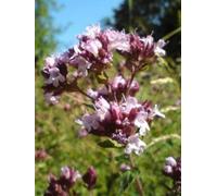 Origanum Vuare Hirtum | Origano Greco | 10_Seeds Seeds ONLY