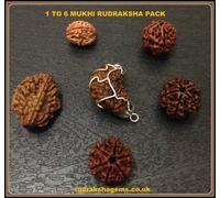 Originale Rudraksha 1 2 3 4 5 6 Mukhi Perline Nepal Premium Pacchetto Shiva