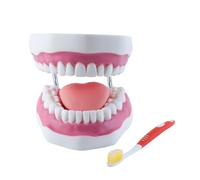 Orivin Modello di denti della bocca 6 volte più grande con lingua mobile e supporto pieghevole, colori realistici per il trattamento della pratica educativa odontoiatrica