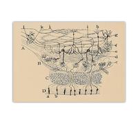 Orjdjz Wxkbl Santiago Ramon Y Cajal Neuron Disegno Poster E Stampe Retro Wall Art Santiago Ramon Y Cajal Pittura Tela Home Decor Picture 40x60cm Senza Cornice