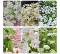 Orlaya Grandiflora - selvaggi balcone interni semi esotici selvaggi balcone giardino semi serrature giardino interni 100pcs