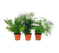 Ornamental Asparagus - Set of 3-3 Different Asparagus Plants